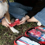 127 Compact Dog and Cat Travelling First Aid Kit with Emergency - Image 6
