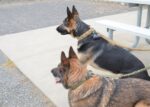 Military Dog Tactical Harness, Collar, and Leash Gear (Complete Set) - Image 2